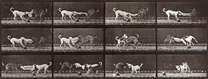 Images Dated 3rd December 2007: 'Animal Locomotion' (plate 715): sequence with two dogs playing with a piece of material