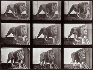 Images Dated 3rd December 2007: 'Animal Locomotion' (plate 721): sequence with a lion in movement