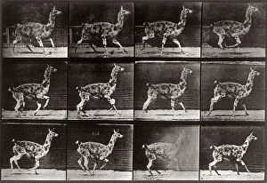Images Dated 3rd December 2007: 'Animal Locomotion' (plate 743): sequence with a lama walking