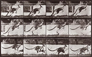 Images Dated 3rd December 2007: 'Animal Locomotion' (plate 752): sequence with kangaroo jumping