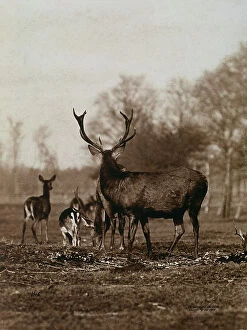 Images Dated 4th April 2011: Antlered deer; in the background, other smaller deer
