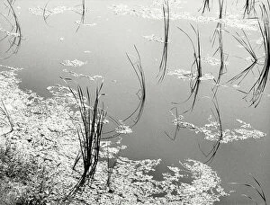 Images Dated 14th April 2011: Aquatic plants in a still body of water