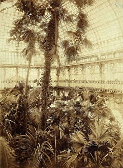 Images Dated 9th May 2011: Arboretum for palm trees at the Schnbrunn Residence in Vienna