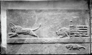 Images Dated 23rd May 2008: Assyrian relief of the Assurbanipal's age from Niniveh showing a lion coming out of the cage