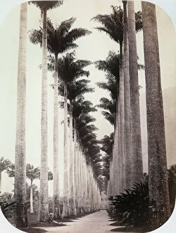 Images Dated 30th March 2011: Avenue of palm trees in the Botanical Garden in Rio de Janeiro in Brazil