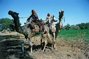 Images Dated 7th October 2011: Banana island of Upper Egypt; girls on camels along the fields where sugar cane vcoltiva