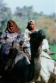 Images Dated 7th October 2011: Banana island of Upper Egypt; girls on camels along the fields where sugar cane vcoltiva