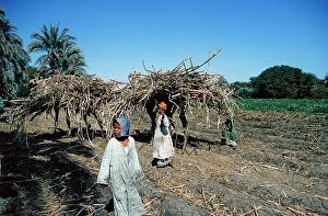 Images Dated 5th October 2011: Bananas Island, sugar cane transported on camel