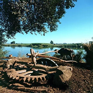 Images Dated 6th October 2011: On the banks of the Nile, an archaic wheel driven by an ox, pump water to irrigate fields
