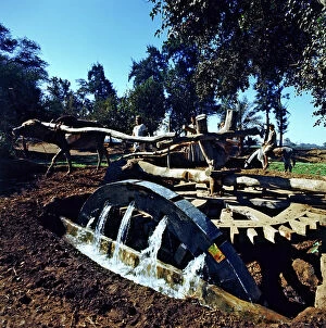 Images Dated 6th October 2011: On the banks of the Nile, an archaic wheel driven by an ox, pump water to irrigate fields