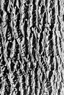 La Corteccia dun Arbre