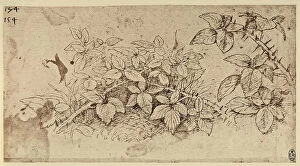 Images Dated 22nd October 2009: Some bramble branches, pen drawing on paper turned yellow by Leonardo da Vinci