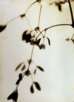 Images Dated 30th November 2009: Branch of mistletoe