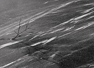 Bäume in der Schneelandschaft