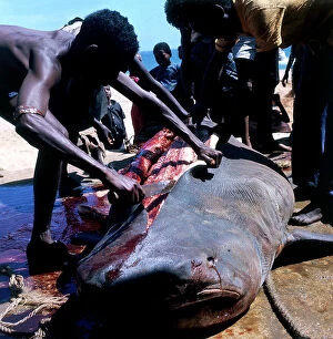 Images Dated 6th November 2009: Brava. Skinning of a large tiger shark