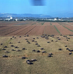 Images Dated 20th May 2008: Buffalo pastures