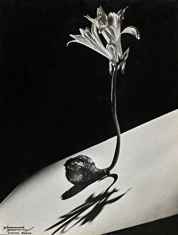 Featured Collection: 'Bulbo en flor'. A lily bulb in bloom palced on a white inclined surface