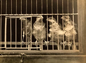 Images Dated 2nd September 2009: Caged canaries