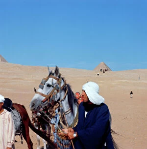 Images Dated 7th October 2011: Camels and horses to the pyramids