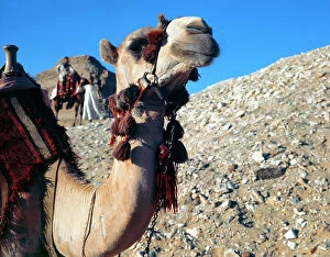 Images Dated 7th October 2011: Camels and horses to the pyramids