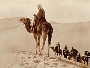 Images Dated 16th November 2009: Caravan of camels in the Algerian desert