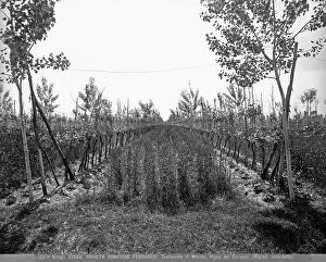 Images Dated 14th September 2011: The Carpani vineyard in the rural center of Mesola, Ferrara hinterland