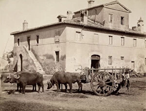 Images Dated 20th May 2008: Cart pulled by buffalo in the farmyard of a farmhouse in the environs of Rome