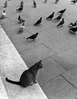 Images Dated 25th May 2011: A cat with a group of pigeons, Venice
