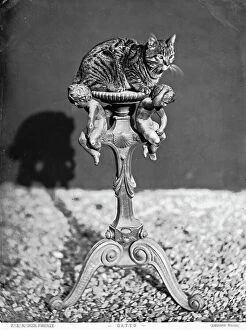 Images Dated 22nd September 2011: A cat on a sculpted pedestal