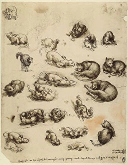 Images Dated 22nd October 2009: Cats, lions and dragons, pen drawing on white paper turned yellow by Leonardo da Vinci