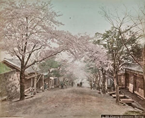 Japan: Cherry blossom trees, Japan