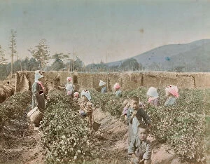 Japan: Children in a tea plantation in Japan