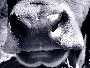 Images Dated 2nd February 2009: Close-up of the muzzle of a cow