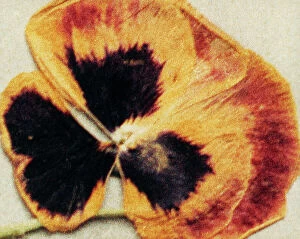 Images Dated 15th April 2011: Close-up of a pansy