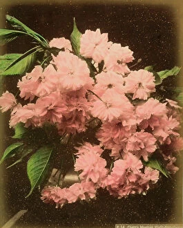 Images Dated 21st November 2011: Close-up of a vase of cherry blossoms