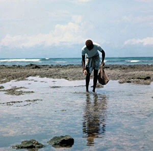 Images Dated 6th November 2009: Collecting seashells on the Somalian coasts