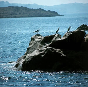 Images Dated 11th December 2009: Cormorants in the sun