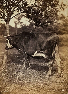 Images Dated 4th April 2011: Cow grazing