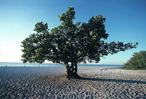 Images Dated 15th December 2009: Cozumel: a tree growing in the middle of the beach