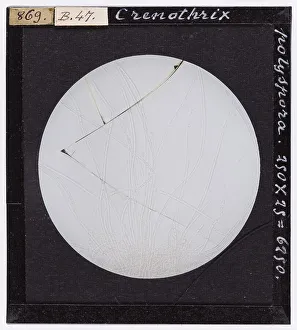 Micrographie de Crenothrix polyspora ingrandita au microscope
