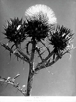 Images Dated 9th February 2009: Cynara Cardunculus (chardoon). A plant of the Florentine gardens