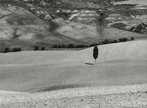 Ciprès sous leffet de la lumière et des ombres