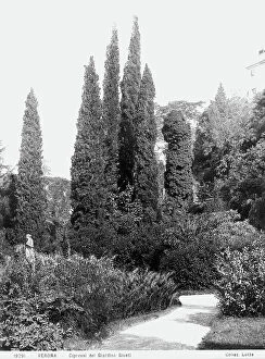 Images Dated 15th April 2010: Cypress trees in the Giusti Garden, Verona