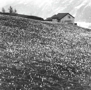 Blume Drucke: Der Valle der Engadin