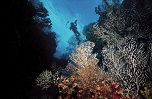 Images Dated 13th June 2008: Diving in the ocean depths opposite Isla de la Juventude. Cuba
