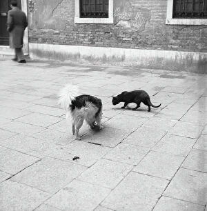 Images Dated 23rd April 2010: Dog and cat, Burano, Venice