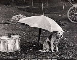 Images Dated 30th January 2009: A dog on the leash under a large umbrella in the middle of a wood clearing in the environs of Rome