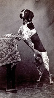 Portrait dun chien debout sur ses pattes et soutenu par une table.