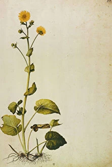 Images Dated 9th March 2011: Doronicum Pardalianches (Bane), color etching, Ligozzi Jacopo (1547-1627)