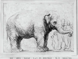 Images Dated 28th August 2009: Elephant; drawing by Rembrandt van Rhijn, in the British Museum in London